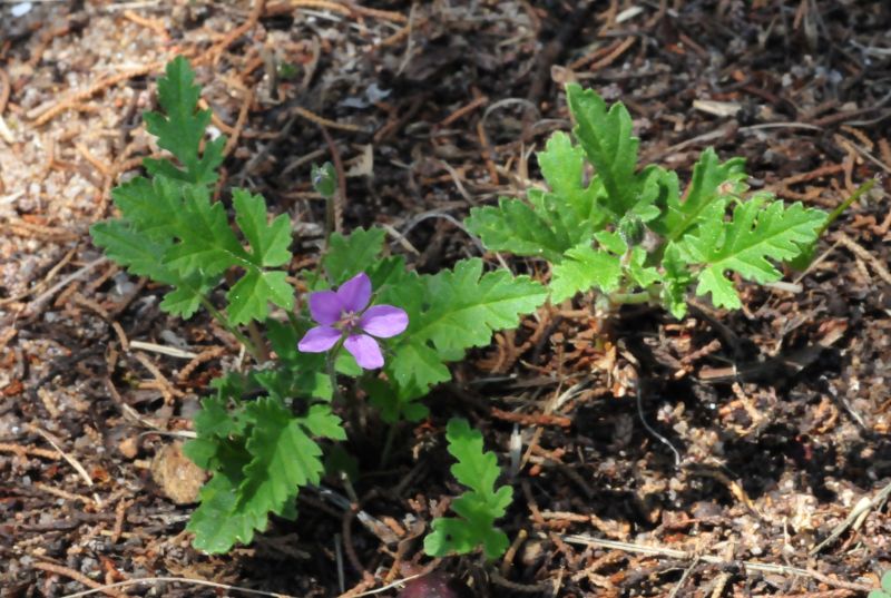 cfr. Erodium chium